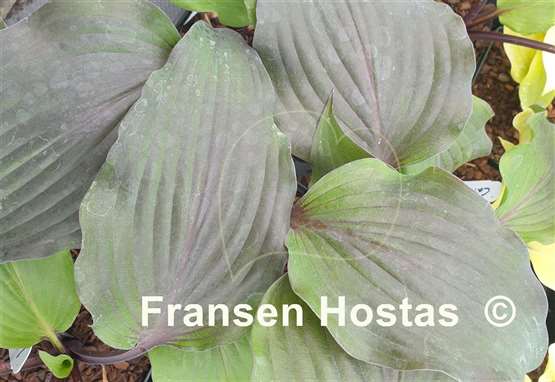 Hosta Liam's Smile